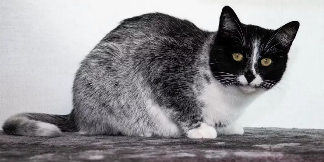 Учёные рассказали о ранее неизвестном окрасе кошек