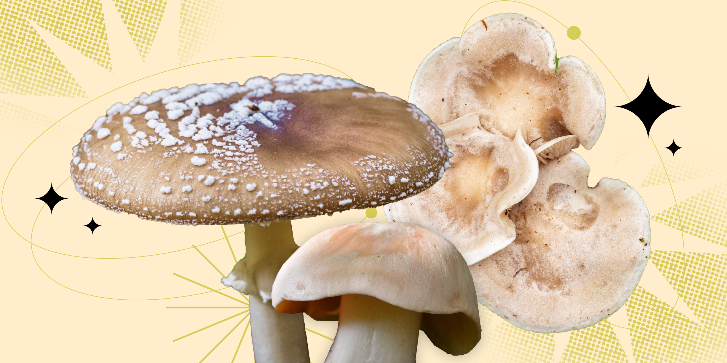 10 ядовитых грибов, которые встречаются в России