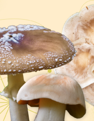 10 ядовитых грибов, которые встречаются в России