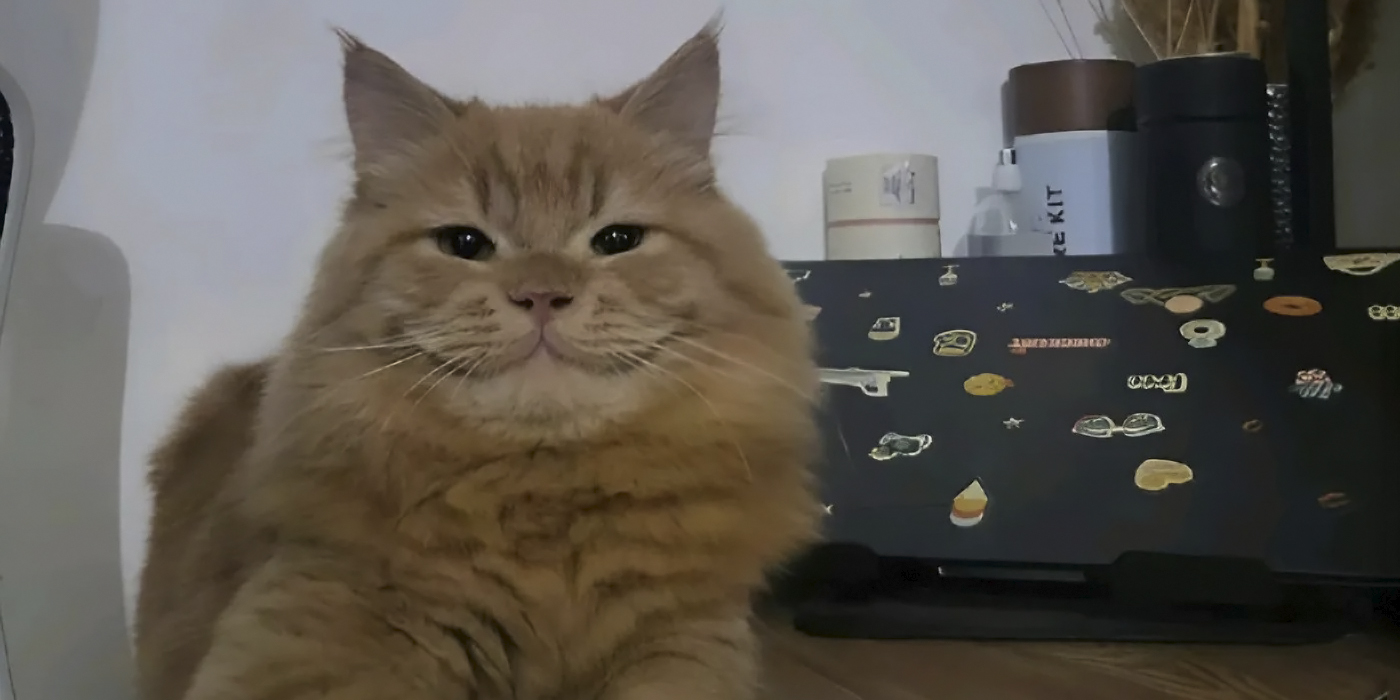 Интернет покорил «‎чеширский» котик с невероятной улыбкой