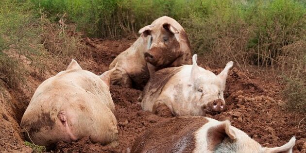 Свиньи принимают грязевые ванны