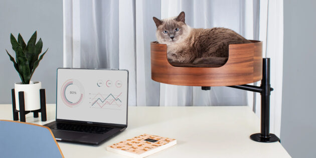 Лежанка для кошек с креплением к столу оказалась хитом на Kickstarter