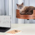 Лежанка для кошек с креплением к столу оказалась хитом на Kickstarter