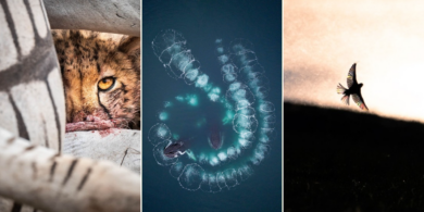 Трясогузки в небе и козёл в горах: победители GDT Nature Photographer of the Year 2024