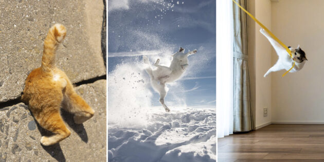 Коты-шпионы и летающие псы: названы финалисты конкурса Comedy Pet Photo Awards