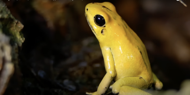 Лягушки и жабы, факты: ядовитый листолаз в джунглях