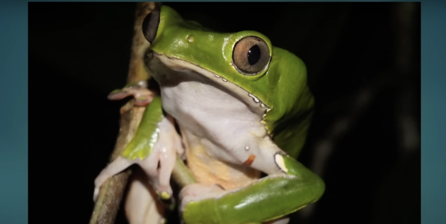 Лягушки и жабы, факты: филломедуза двухцветная 