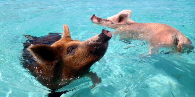 Свиньи плавают в море. Эксума, Багамы