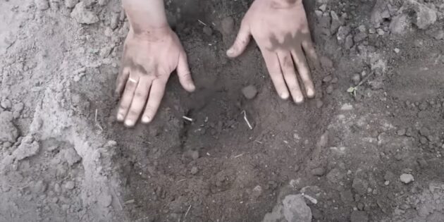 Как вырастить арбуз: выкопайте ямки