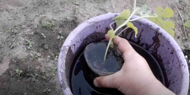 Как вырастить арбуз: опустите каждый горшочек в ведро с водой