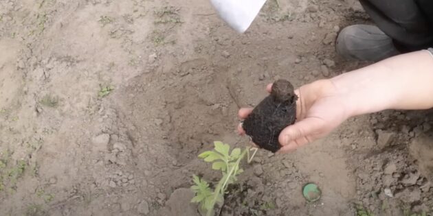 Как вырастить арбуз: достаньте рассаду из стаканчика