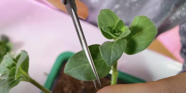 Как размножить петунию черенками: обрежьте листочки