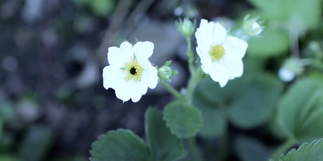 Почерневший центр цветка — признак поражения клубники долгоносиком