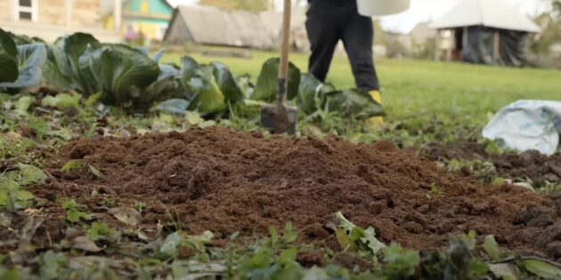 Как посадить голубику: засыпьте яму торфом