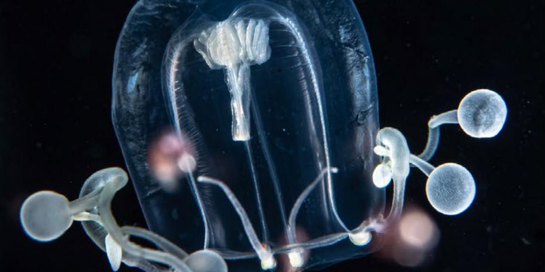 виды медуз