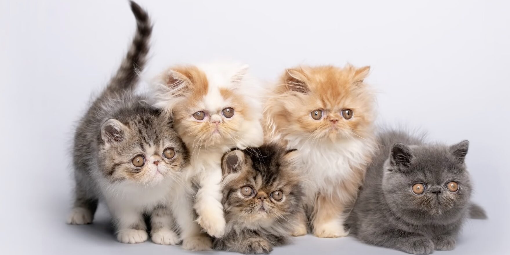 Котята персидской кошки