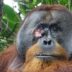 Орангутан-знахарь: впервые зафиксировано, как животное заживляет раны листьями