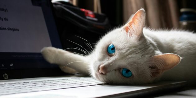 Почему кошки любят сидеть на ноутбуках