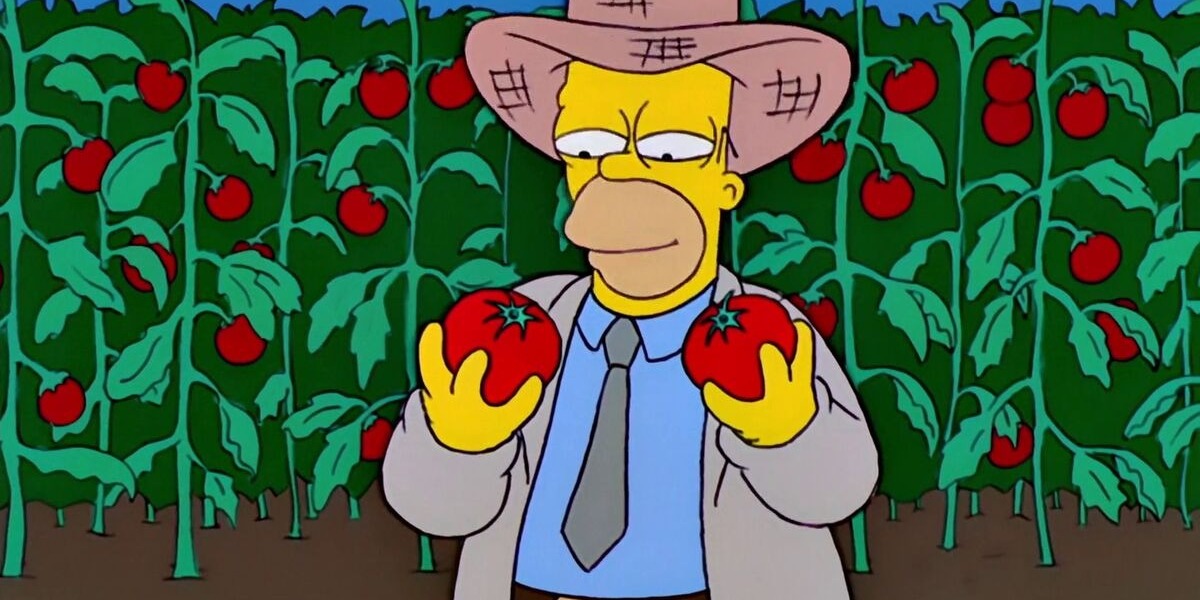 Поклонник «Симпсонов» вырастил гибрид помидора и табака по примеру Гомера