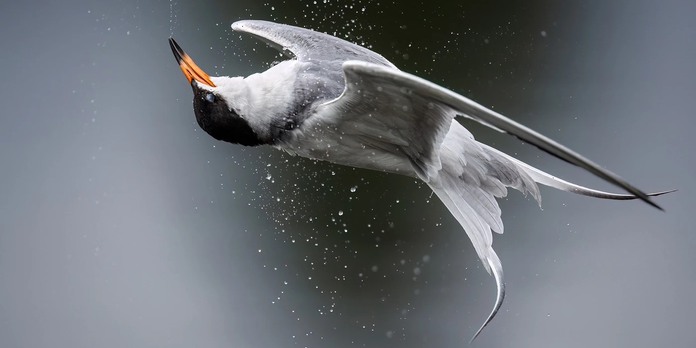 Любовь, смерть, птицы: опубликованы лучшие снимки пернатых с конкурса Audubon Photography Awards 2024