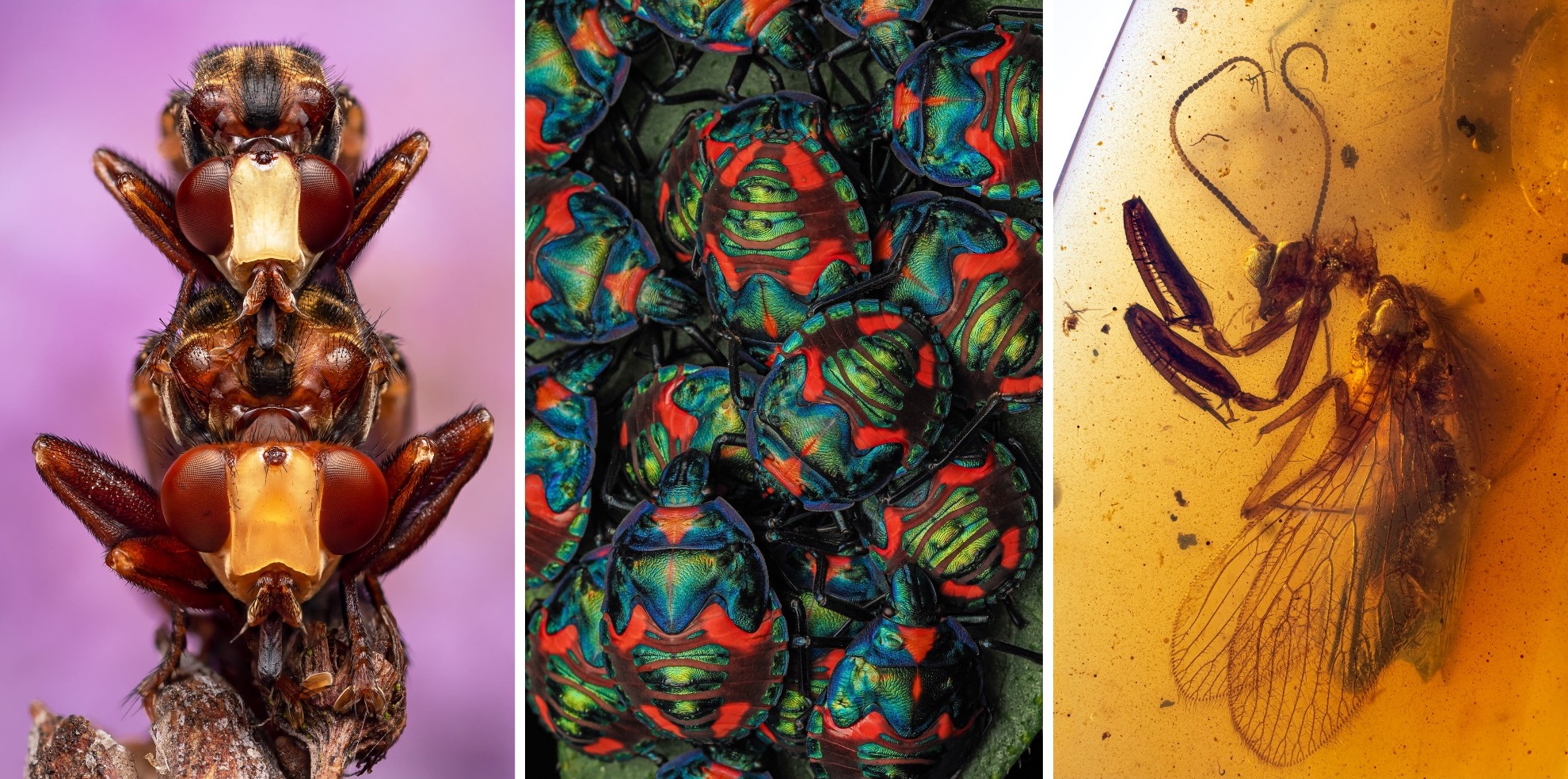 Спящие пчёлы-кукушки и улыбка осы-землекопа: на Royal Entomological Society выбрали лучшие фото насекомых