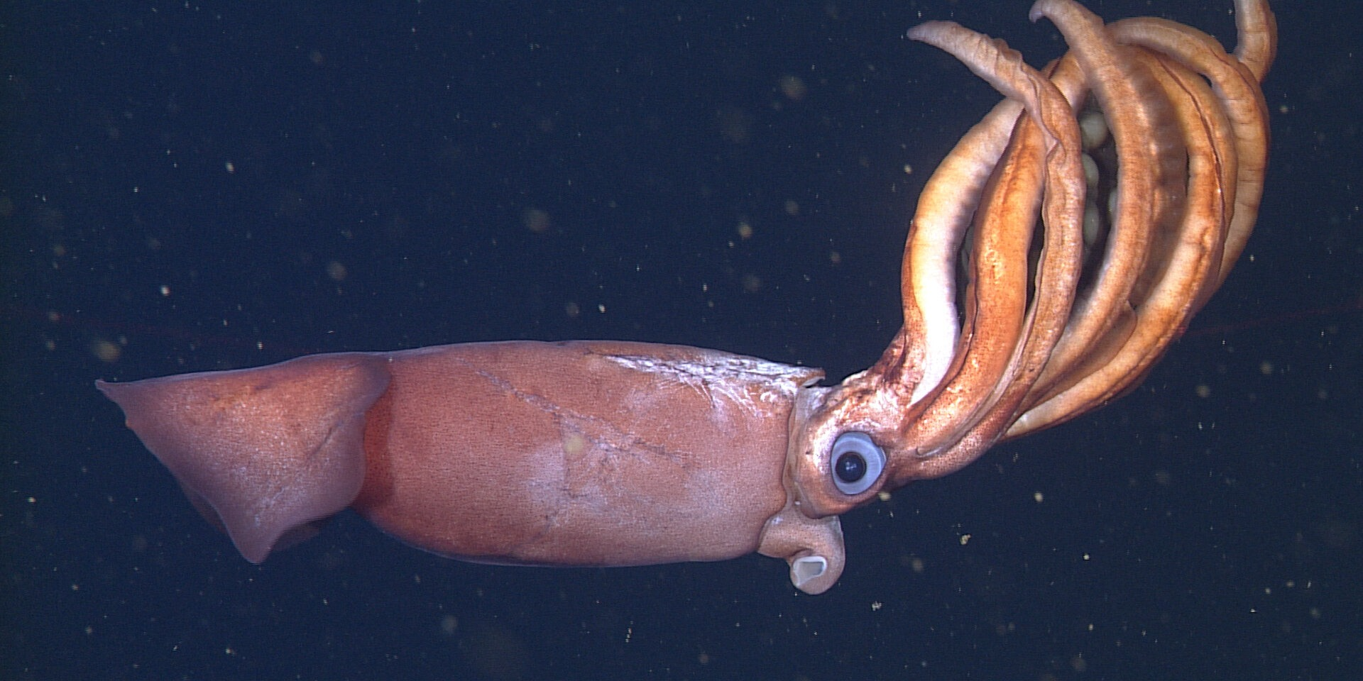 Учёным удалось заснять неизвестного ранее кальмара со слишком большими яйцами
