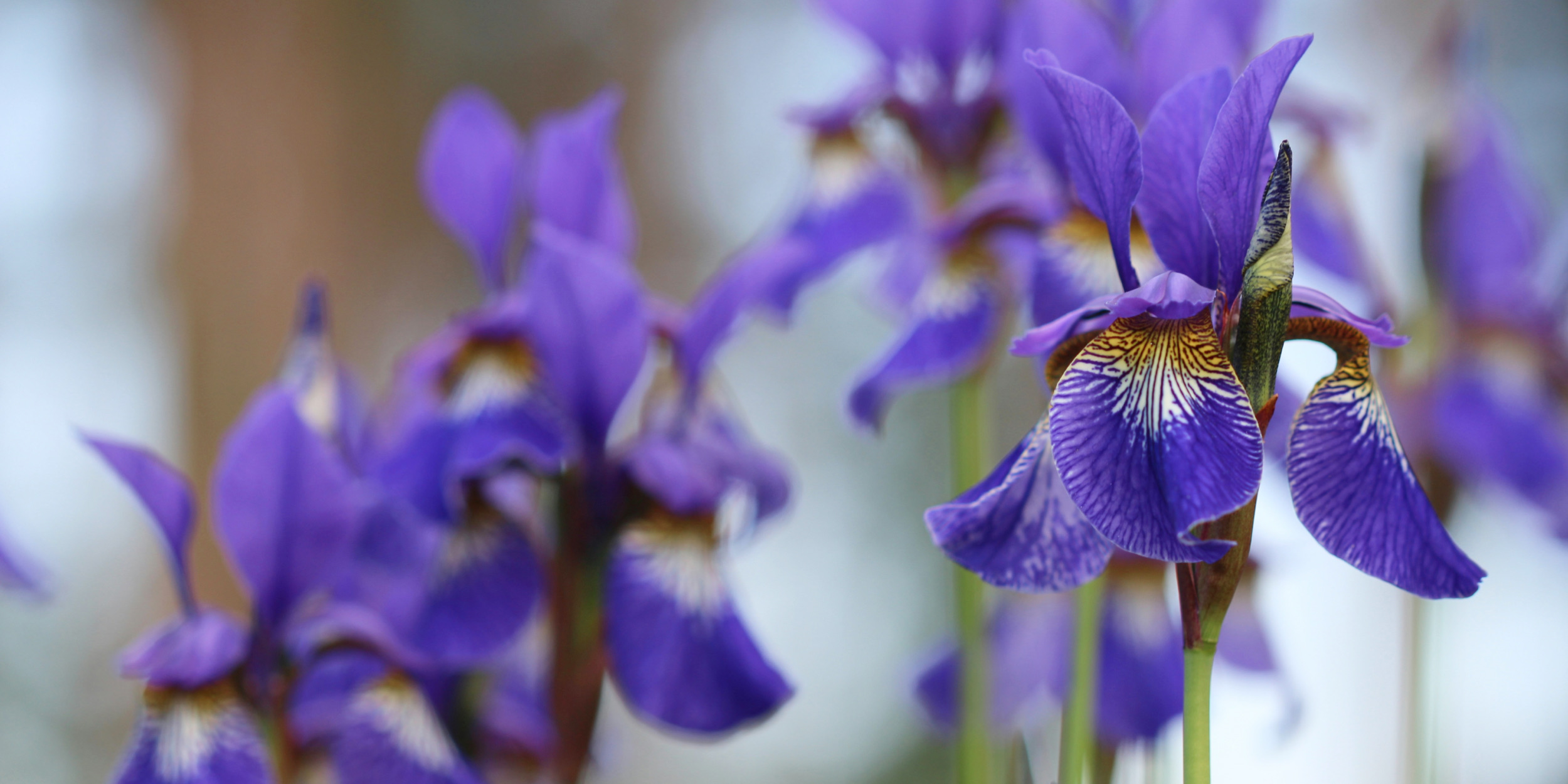 6 причин, почему не цветут ирисы