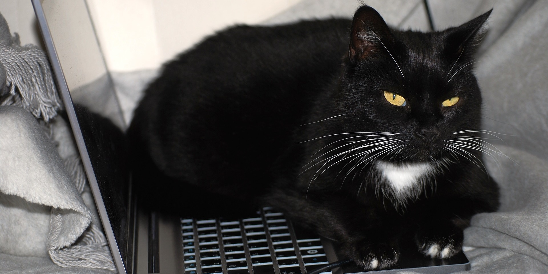 «Мой человек — мой ноутбук»: учёные предположили, почему кошки ложатся на клавиатуру
