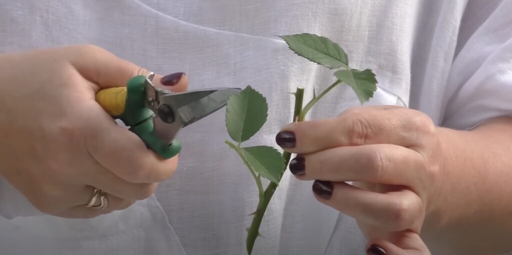 Как заготовить черенки роз: укоротите оставшиеся листья
