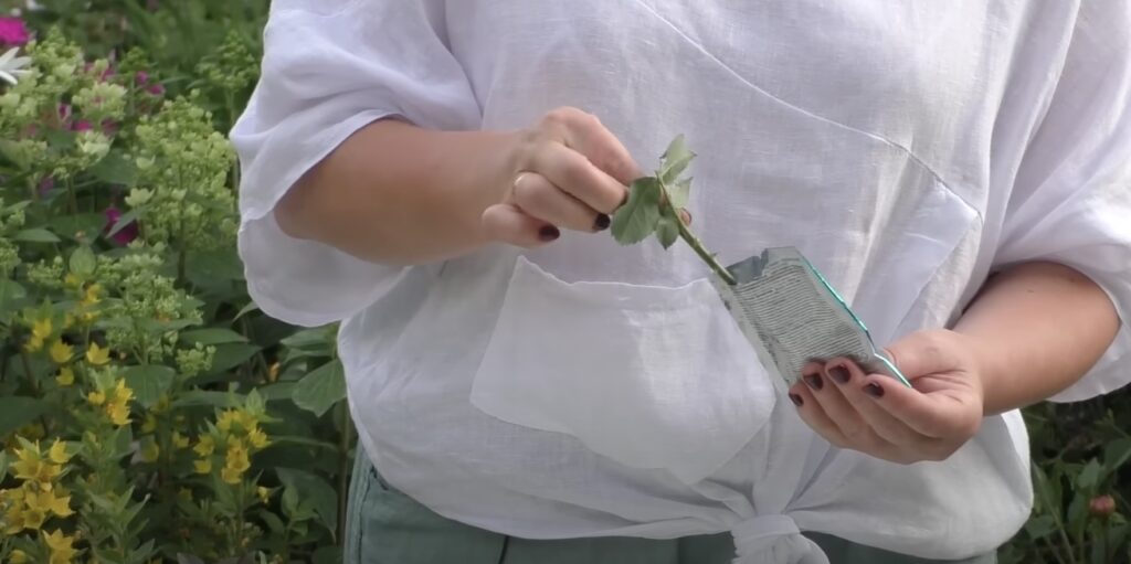 Как черенковать розы: опустите веточку в воду и стимулятор корнеобразования