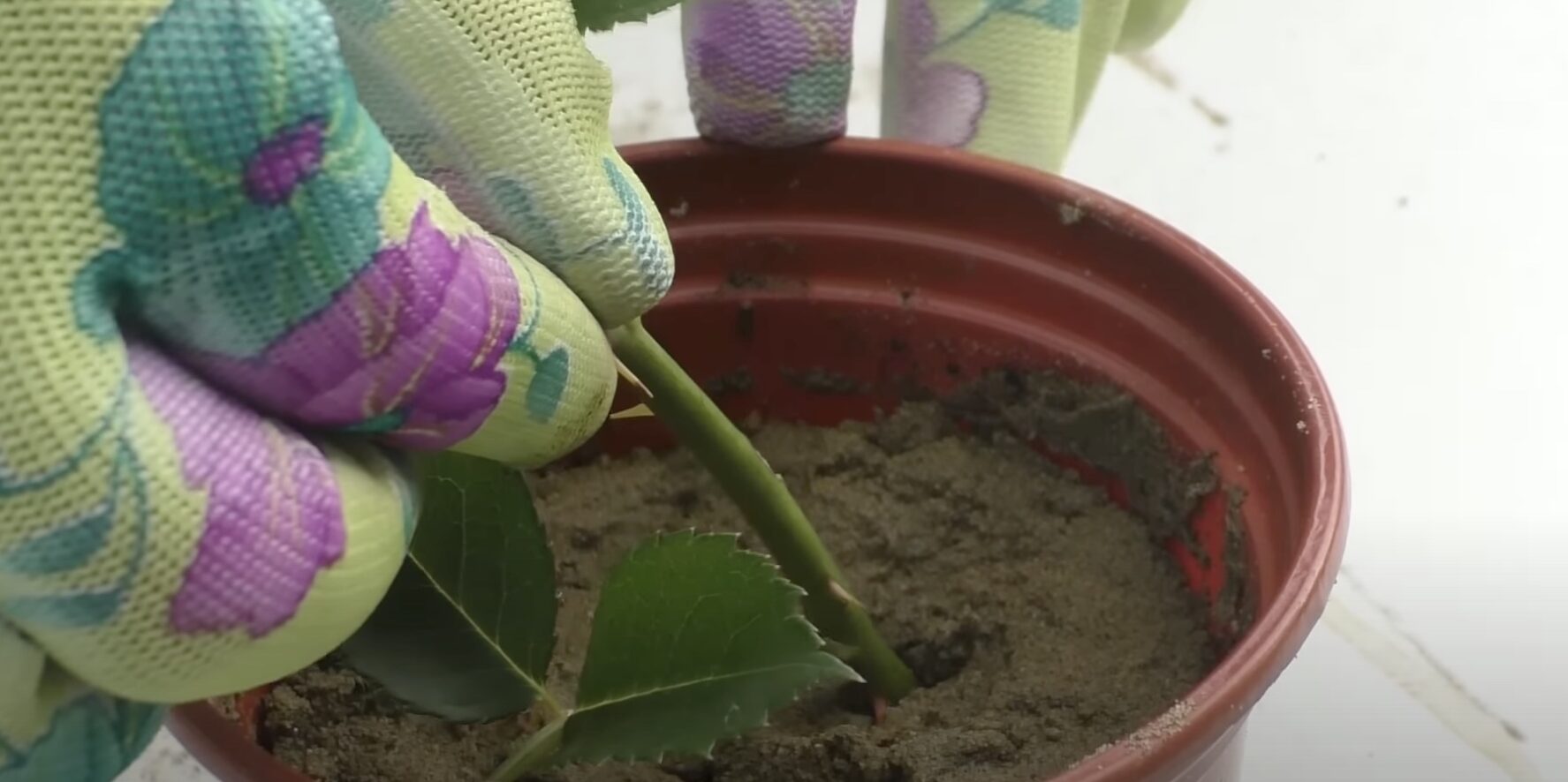 роза в картошке способ выращивания