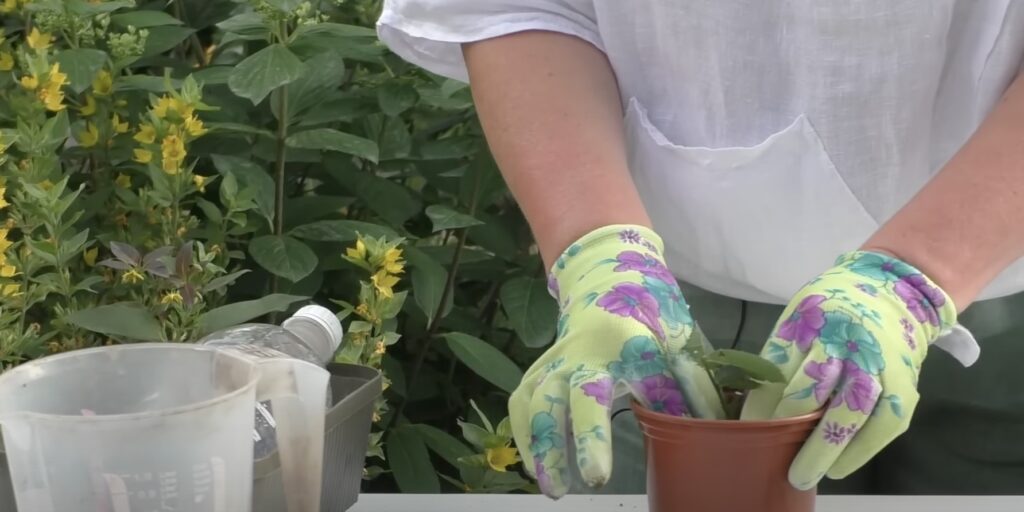 Как укоренить черенки роз: уплотните почву