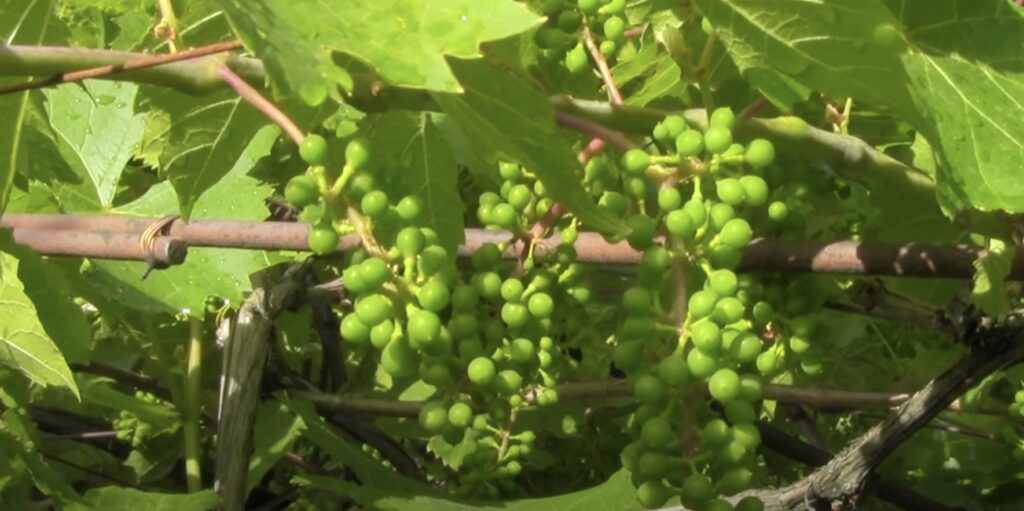 Чем удобрить виноград, когда завязи достигнут размера горошины
