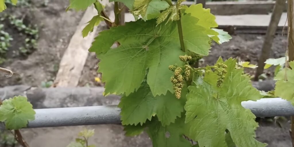 Чем подкормить виноград перед цветением