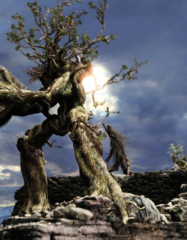 В Новой Зеландии нашли гигантское «ходячее дерево» из «Властелина колец»