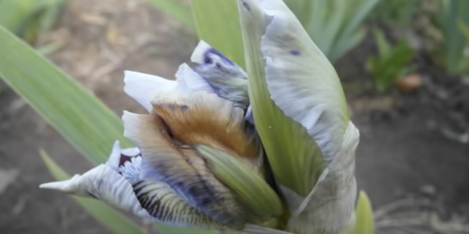 Почему не цветут ирисы: бутон, поражённый вредителями