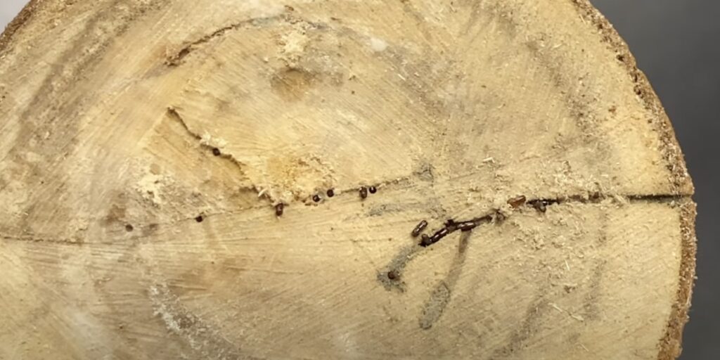 Как выглядят жуки-короеды и их личинки 