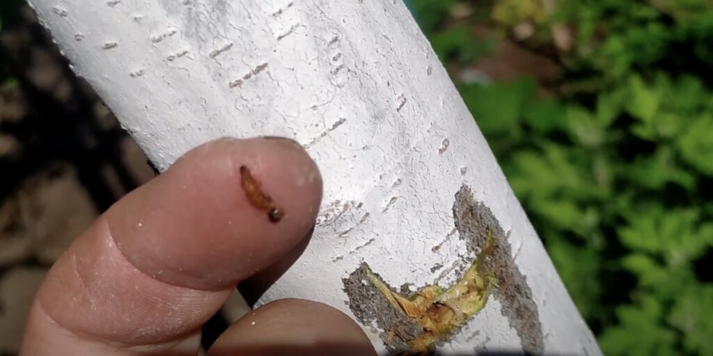 Раздавите личинку жука-короеда