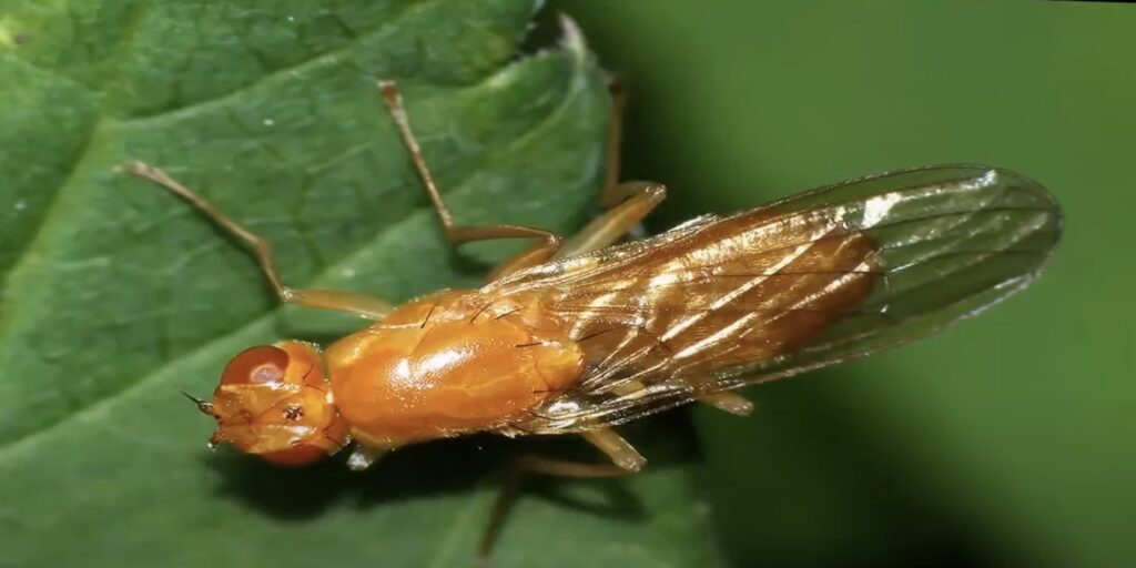 Как выглядит морковная муха и как от ней избавиться