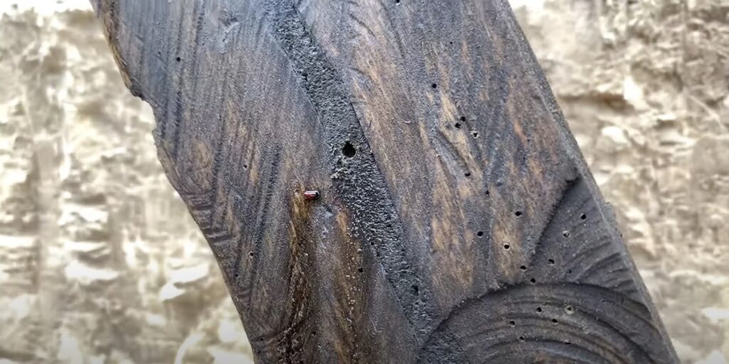 Как выглядит древесина, поражённая жуками-короедами