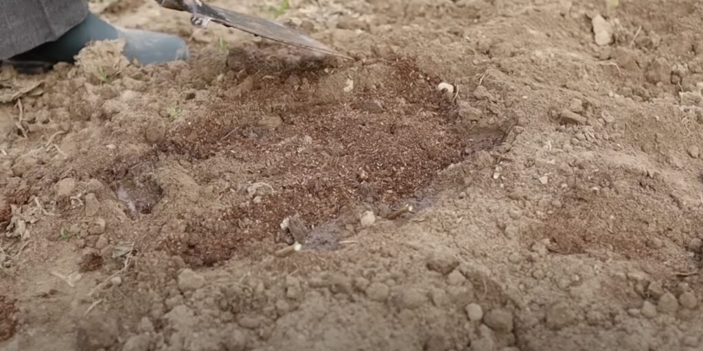Как черенковать смородину: замульчируйте поверхность почвы