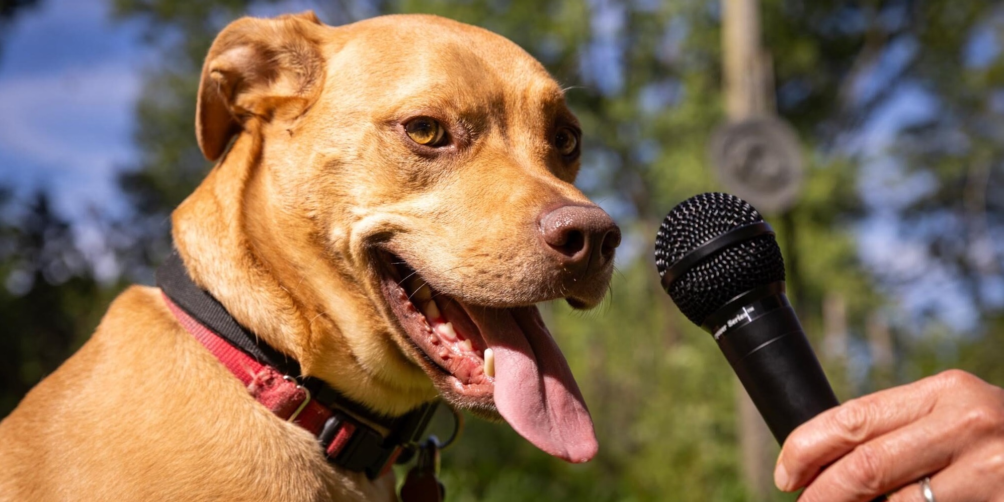 Лай со смыслом: для понимания языка собак исследователи обучают ИИ на людях
