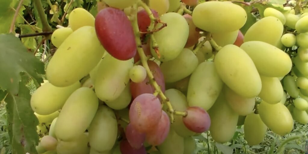 Виноград в период наливания ягод