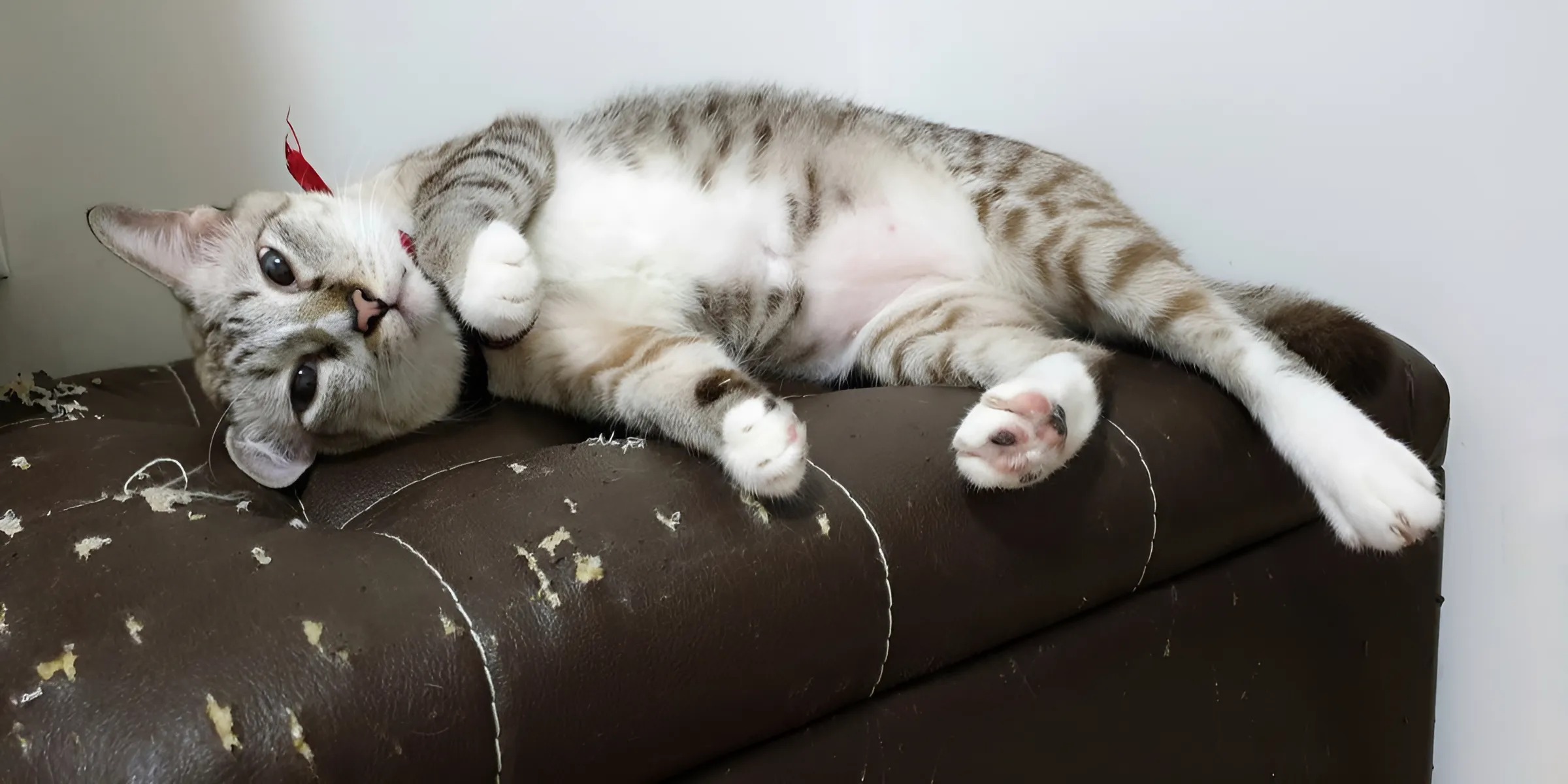 Учёные выяснили, почему кошки царапают мебель — от некоторых причин можно избавиться