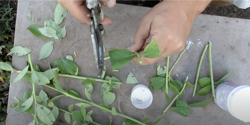 Как размножить садовую голубику черенками: удалите листья