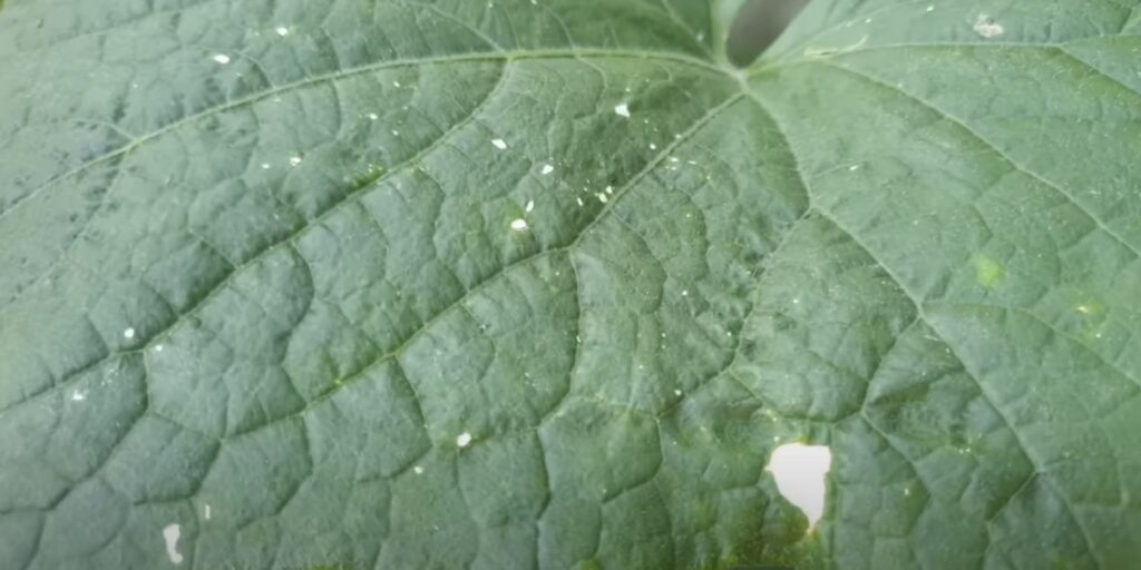 Белые точки на верхней части листьев — следы цикадок