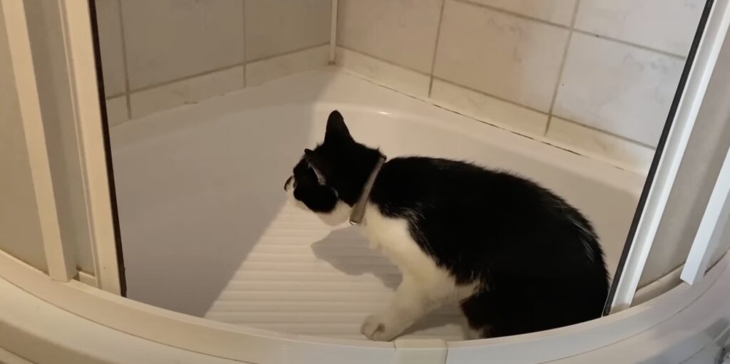 Как помочь кошке в жару: обеспечьте питомца питьевой водой