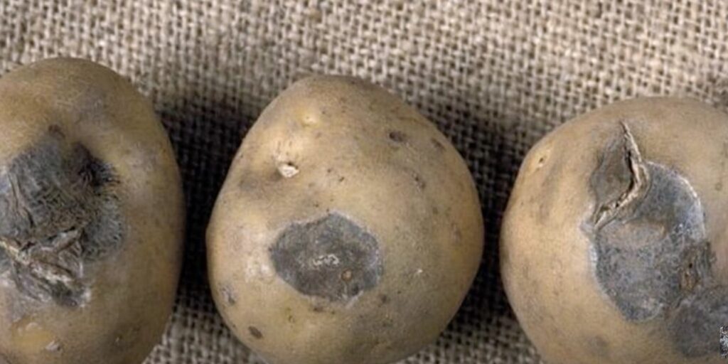 Болезни картофеля: сухая гниль 