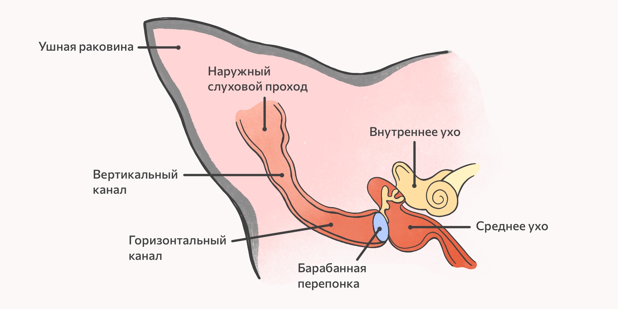 Строение кошачьего уха