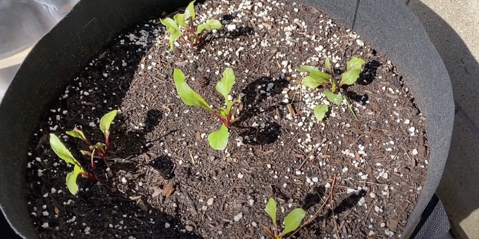 Идеальная почва для свеклы